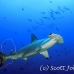 shark_hammerhead_scalloped_dar_h_0083_ecu0852.jpg